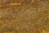 Polished Coquina Jasper Slab - India #130894-1